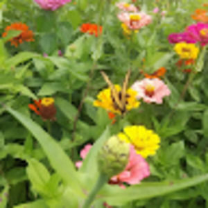 Meet your Posher, Nessa